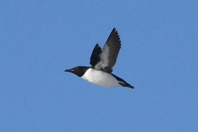 Thick-billed Murre - ML351404671