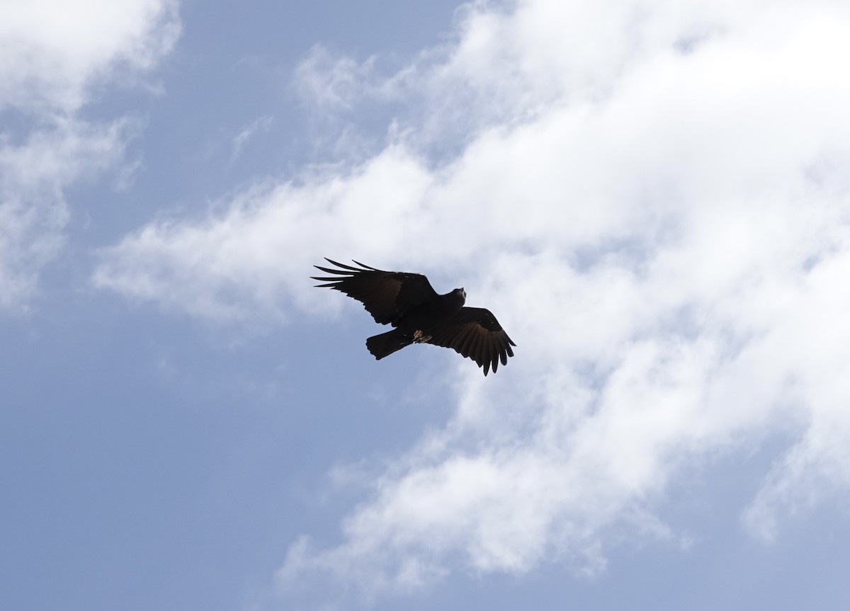 Brown-necked Raven - ML351405041