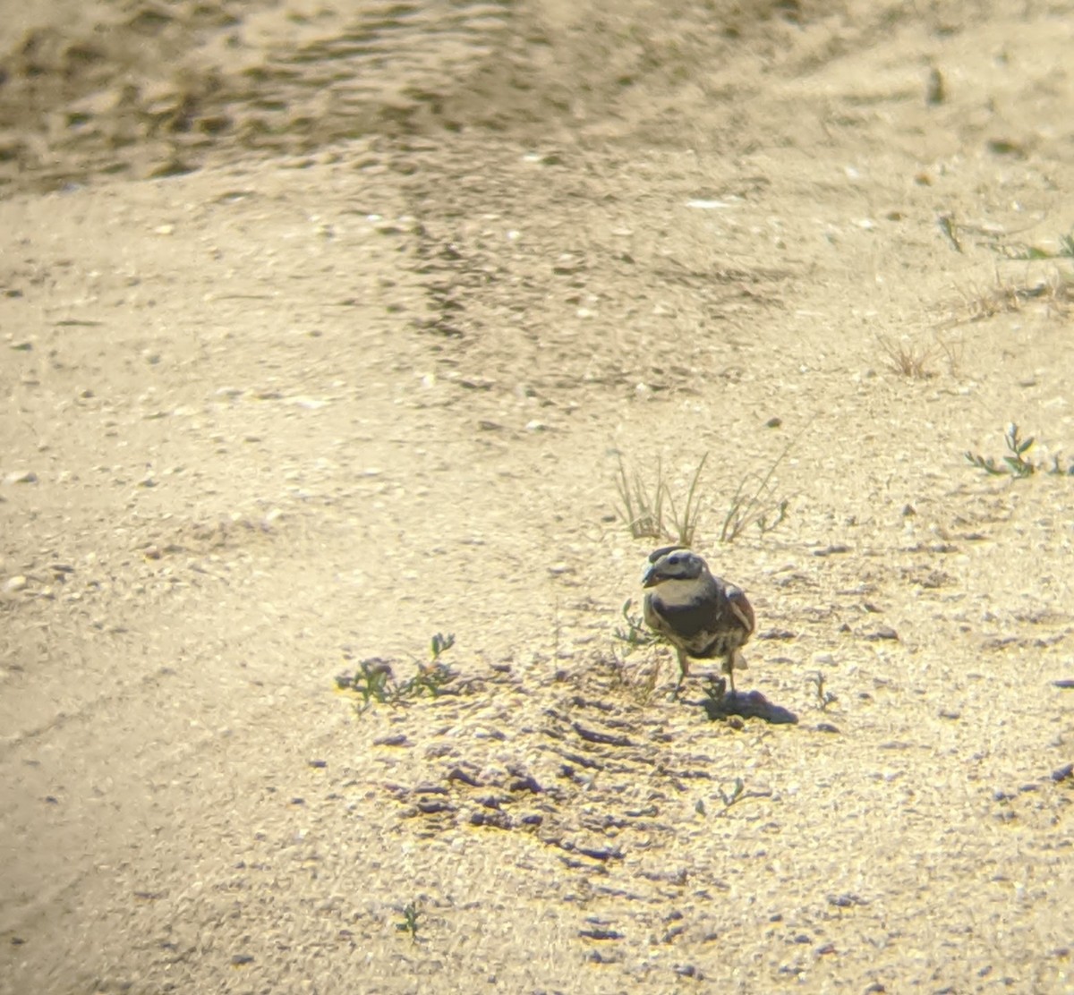 Thick-billed Longspur - ML351405251