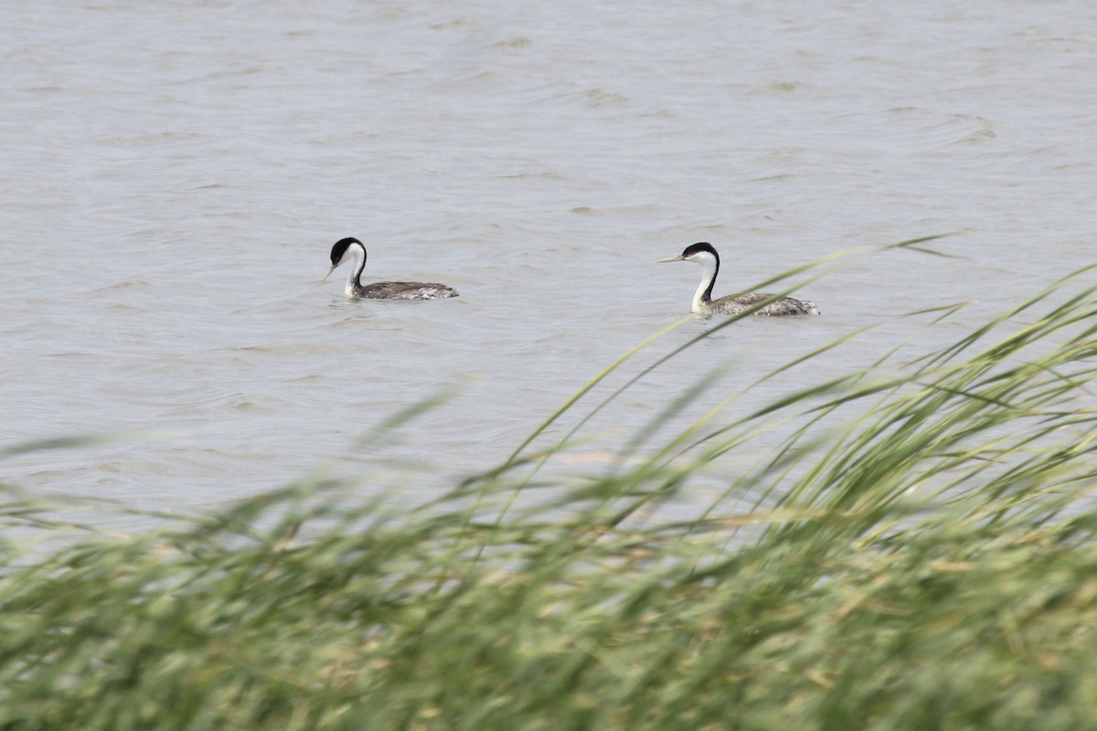 Western Grebe - ML351405481