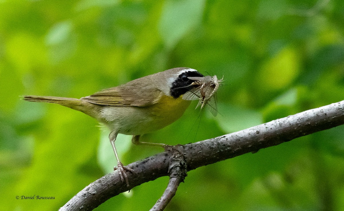 Common Yellowthroat - ML351405531