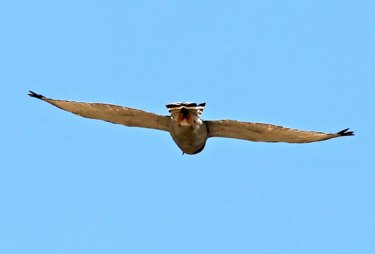 Gray Hawk - Brad Bergstrom