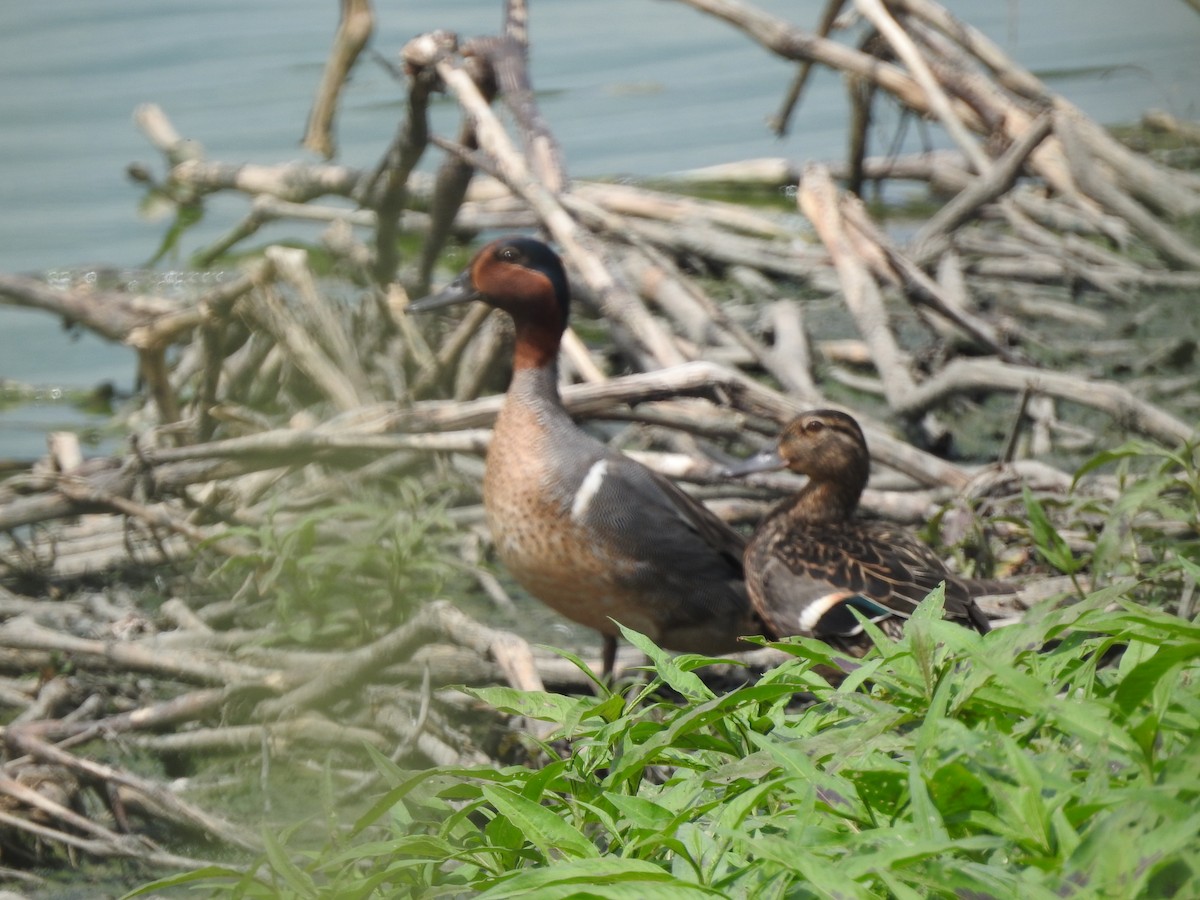 Green-winged Teal - ML351406581