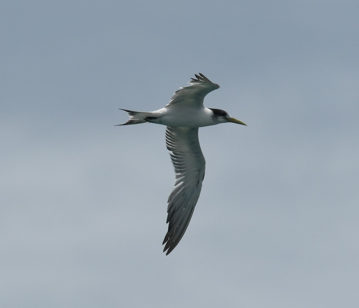 Great Crested Tern - ML351406661