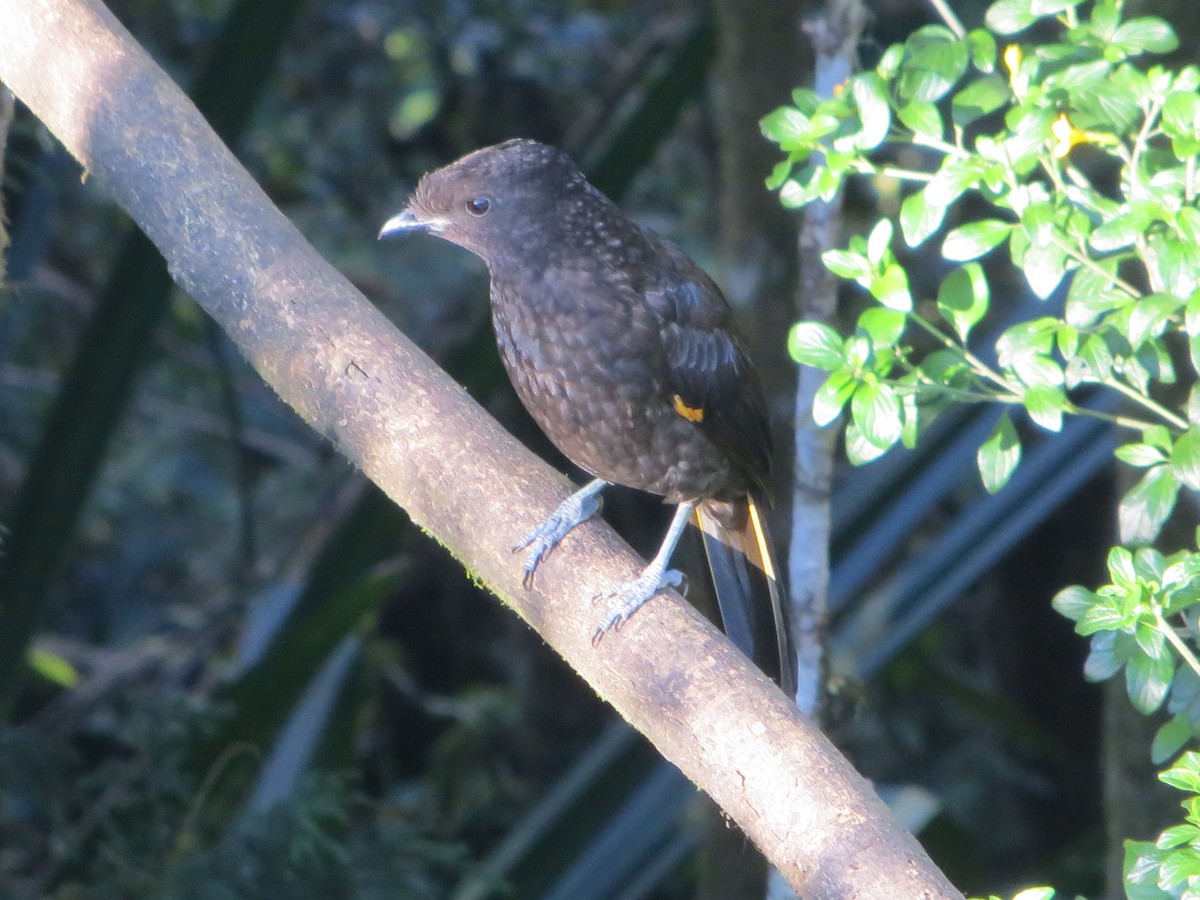 Archbold's Bowerbird - Shawn Loewen