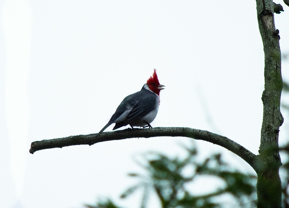 Red-crested Cardinal - ML351407691