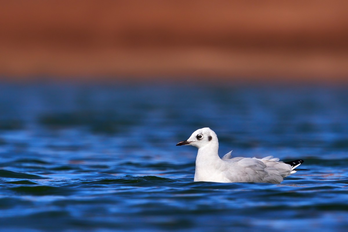 Andean Gull - ML351408031