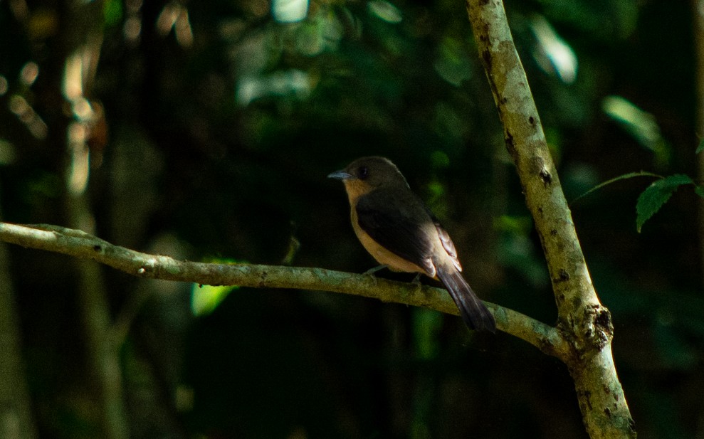 Black-goggled Tanager - ML351408681