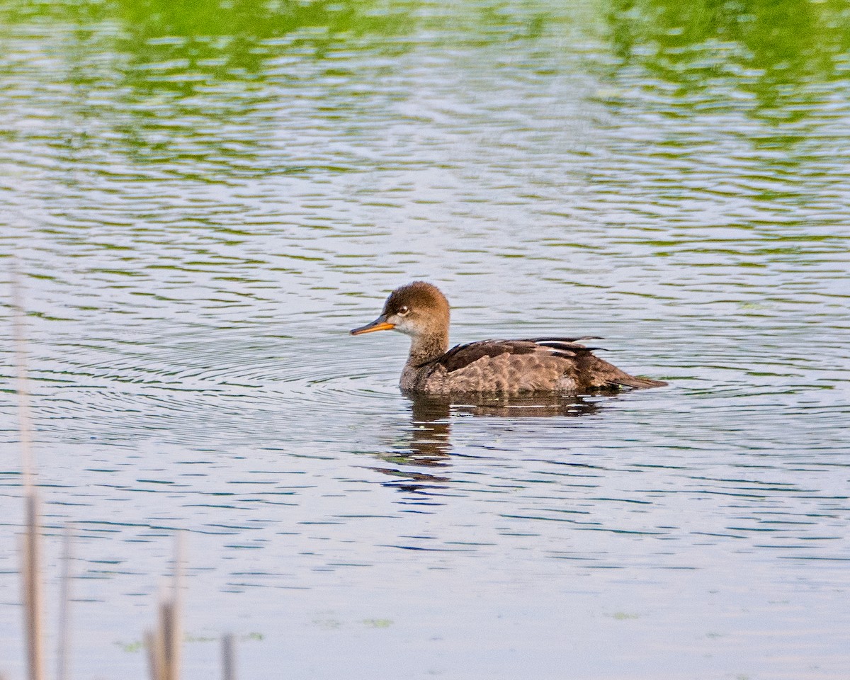 Hooded Merganser - ML351410351