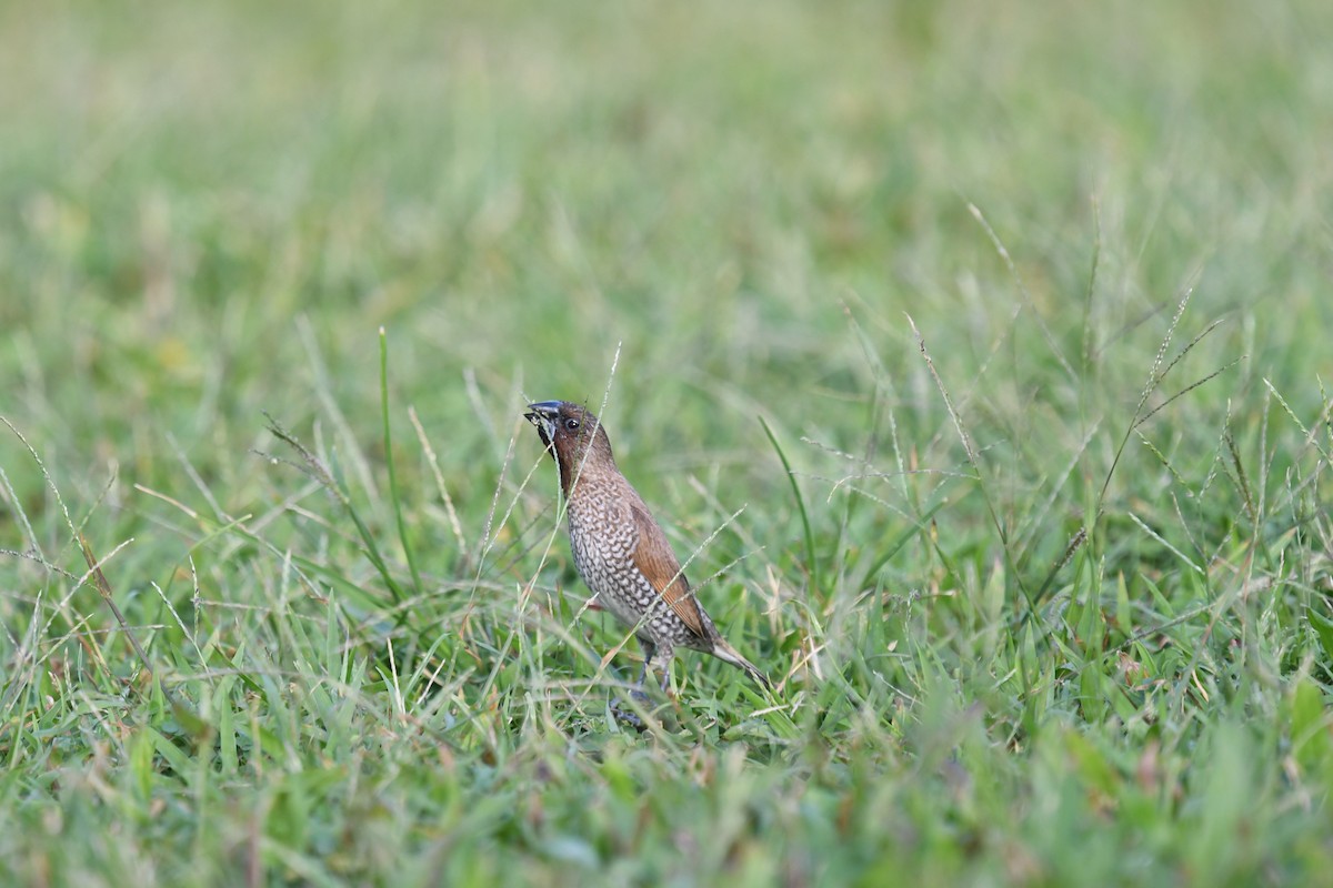 Scaly-breasted Munia - ML351410681