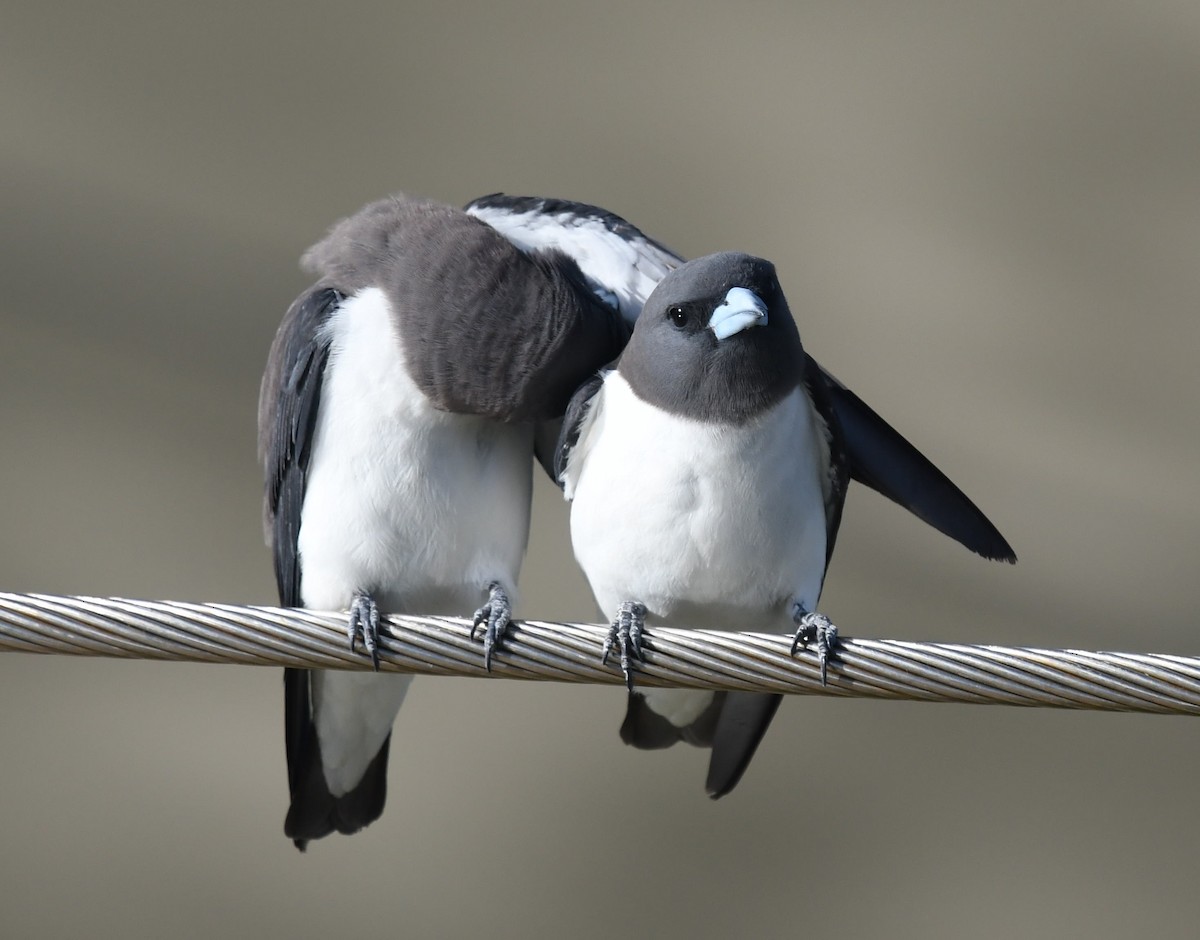 White-breasted Woodswallow - ML351411091