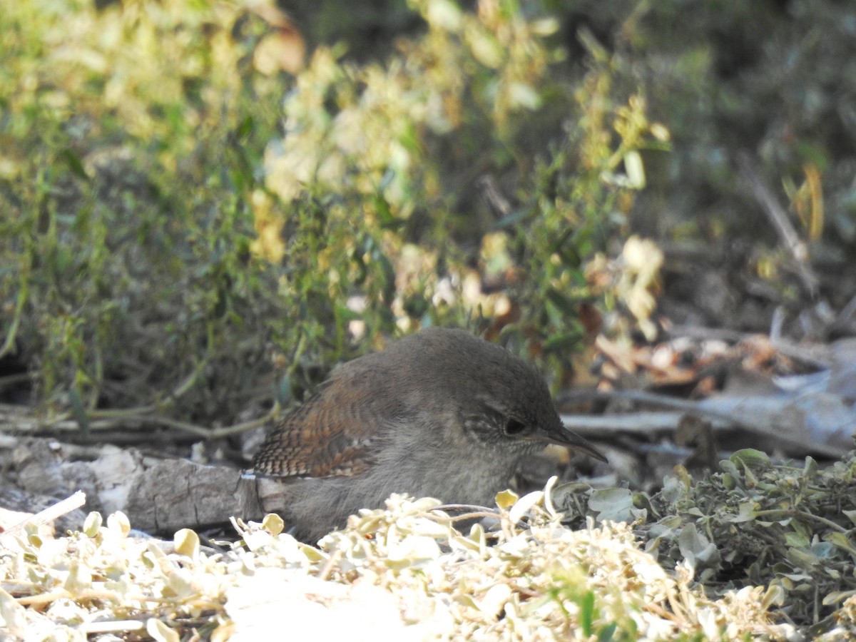 House Wren - ML351415221