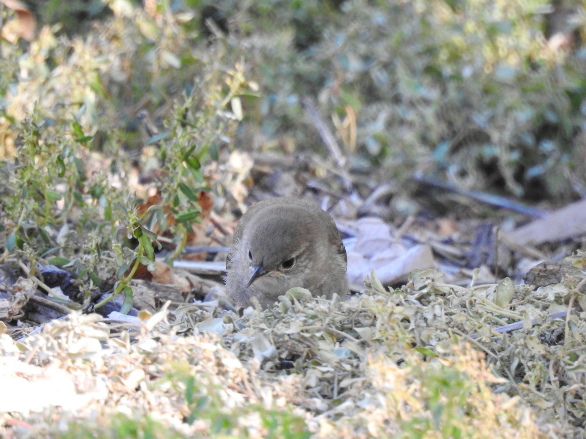 House Wren - ML351415321