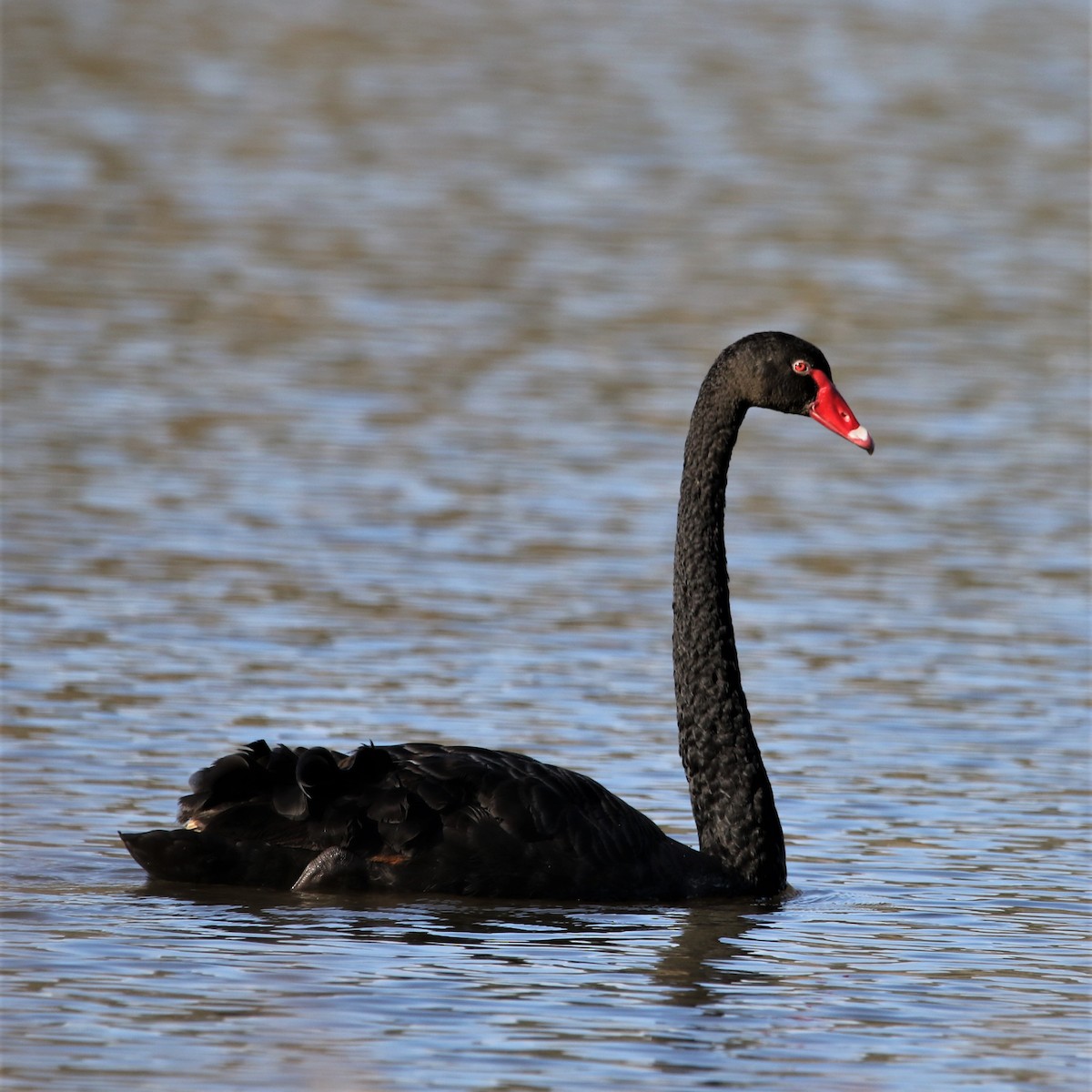 Black Swan - Peter Johnson