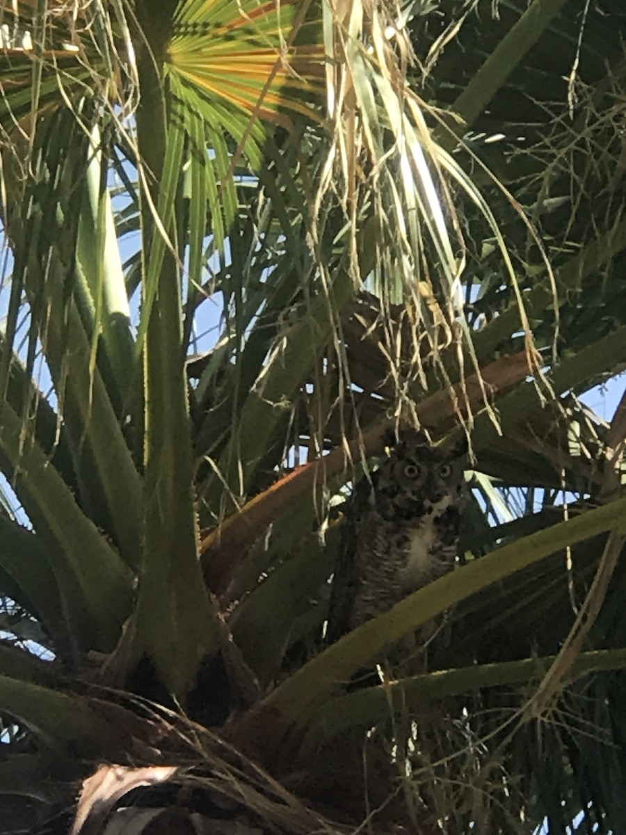 Great Horned Owl - Ken Mix