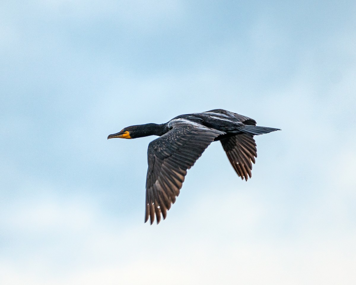 Double-crested Cormorant - Dori Eldridge