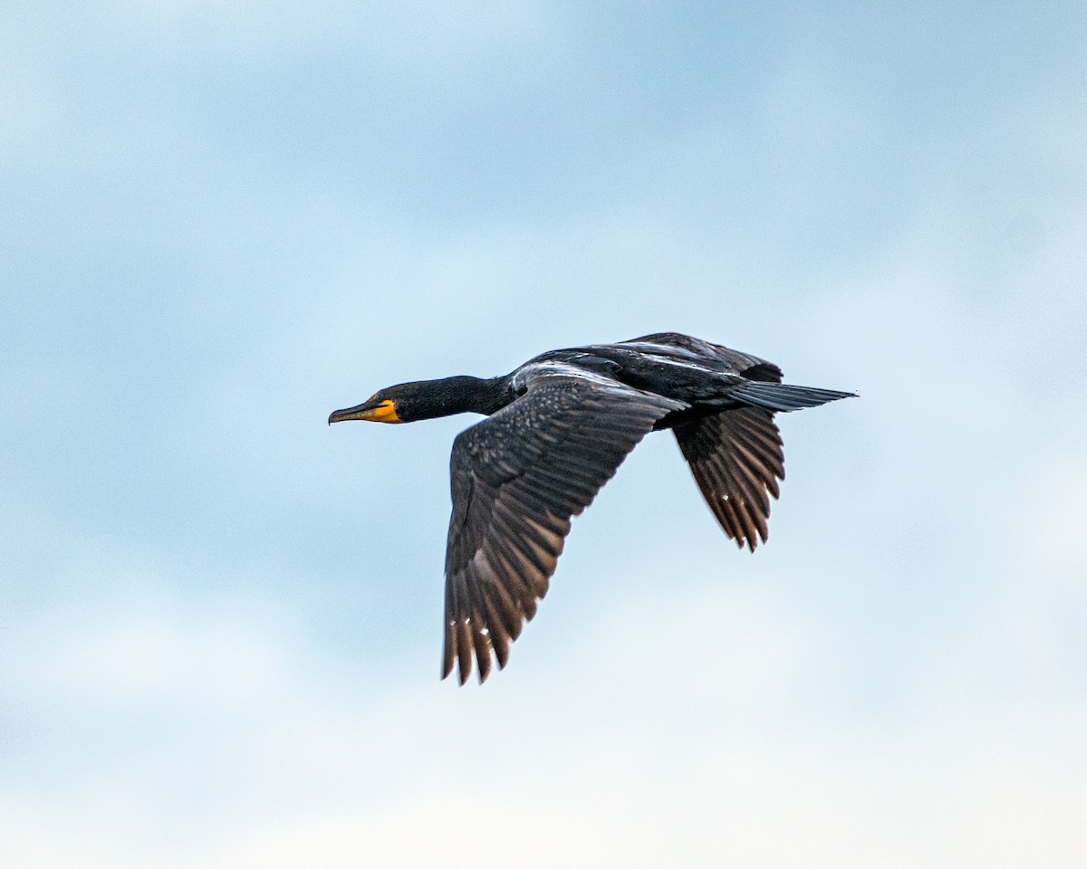 Double-crested Cormorant - ML351416271