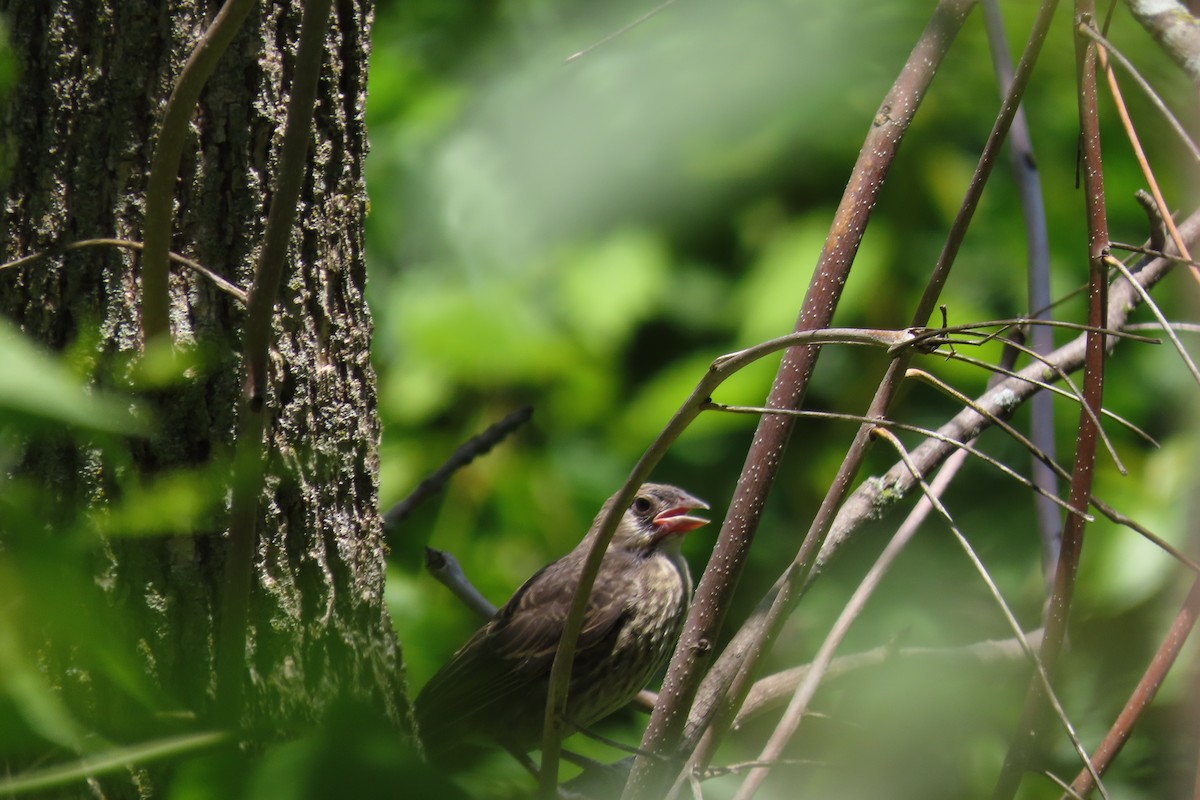 Brown-headed Cowbird - ML351420621