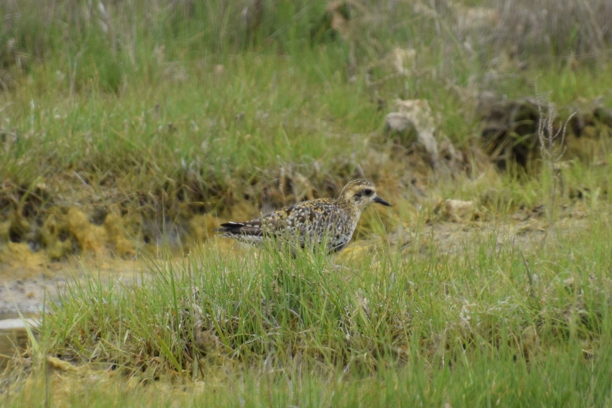 Pacific Golden-Plover - ML351420631