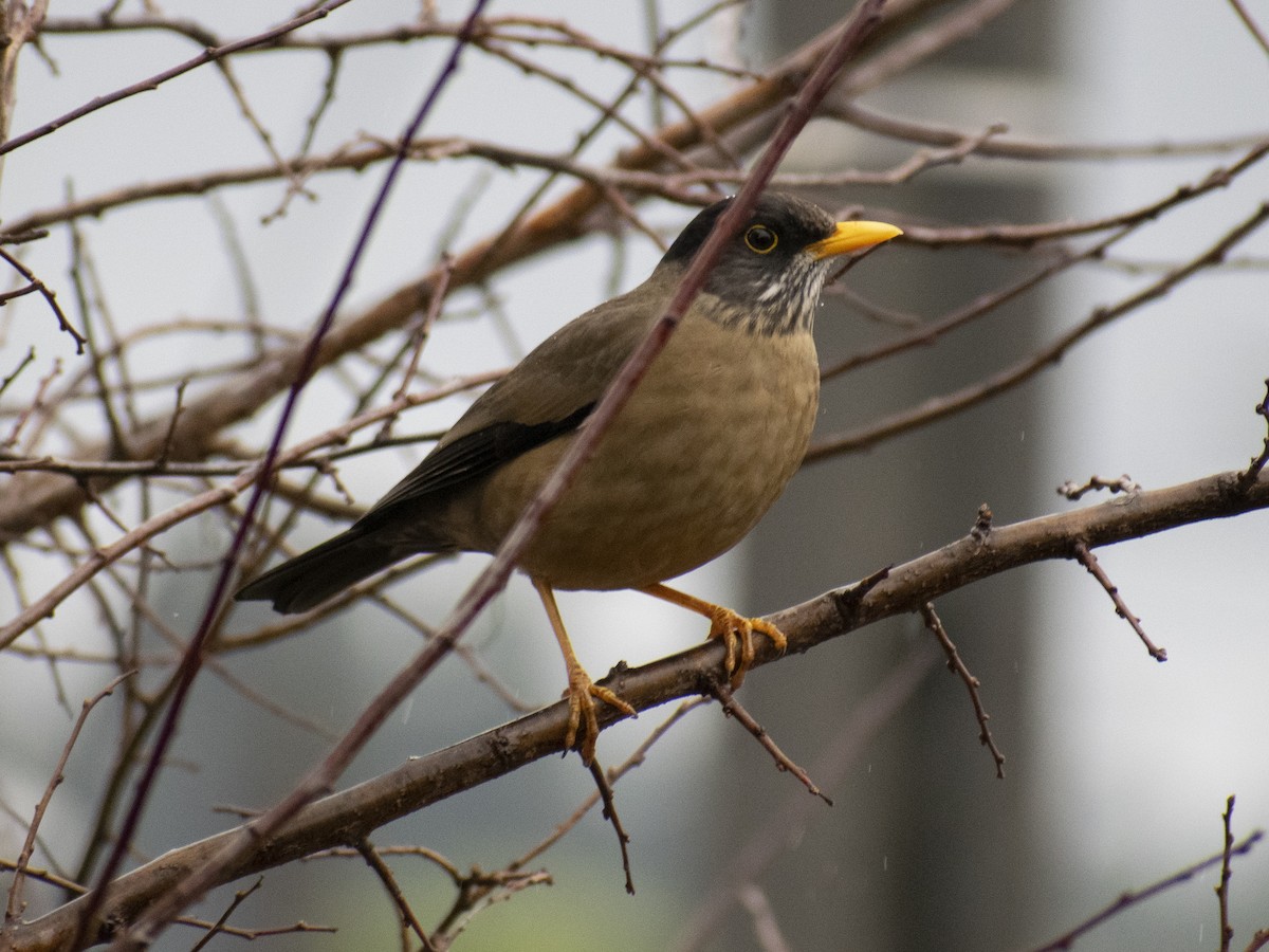 Austral Thrush - Daniela Diaz