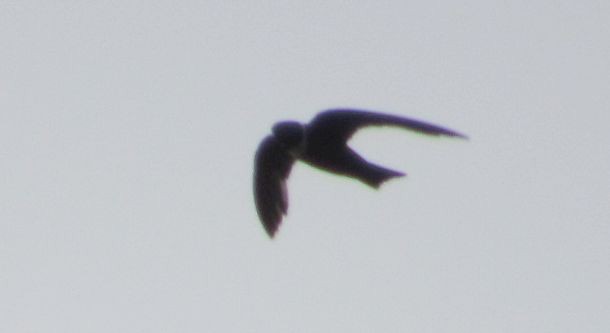 White-collared Swift - ML351421481