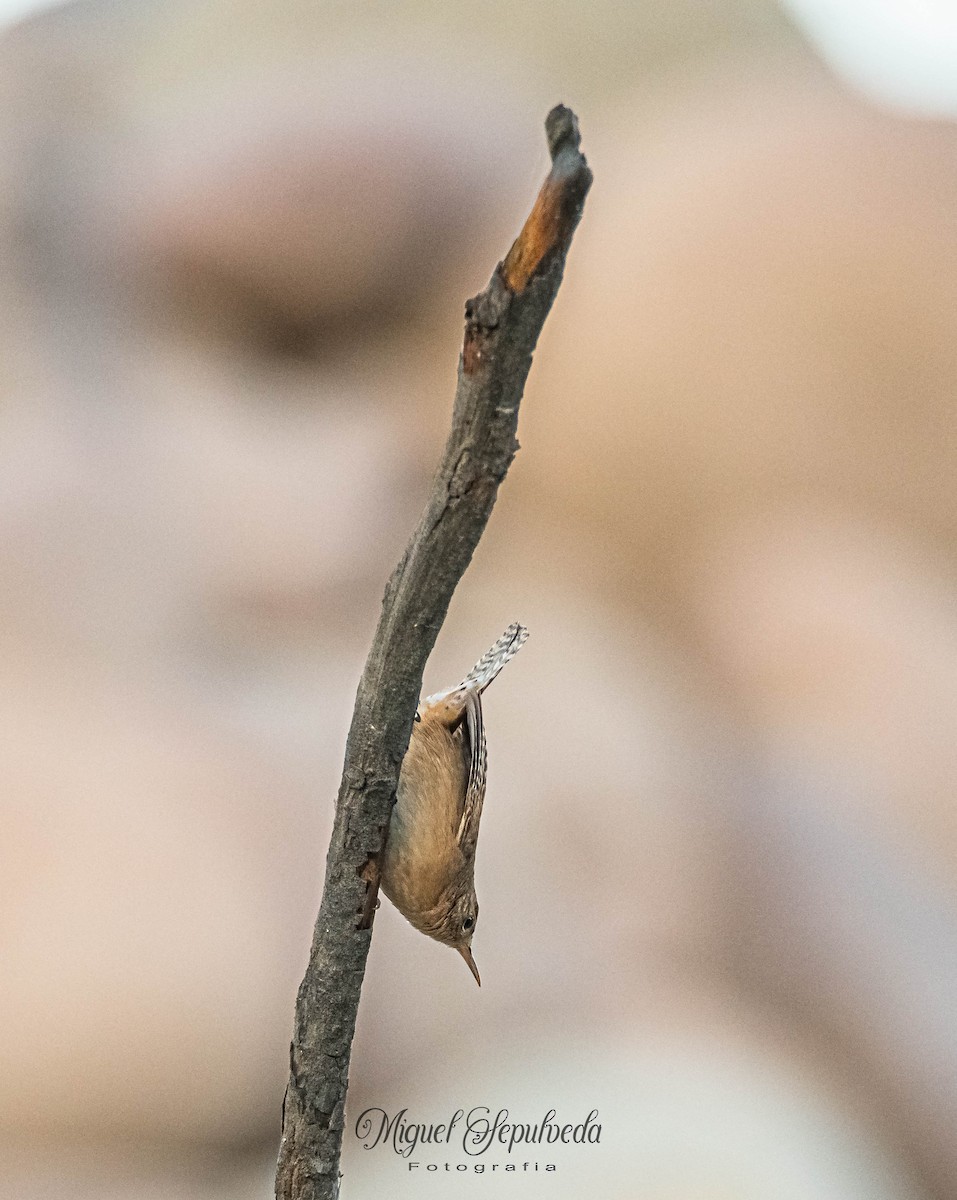 House Wren - miguel sepulveda