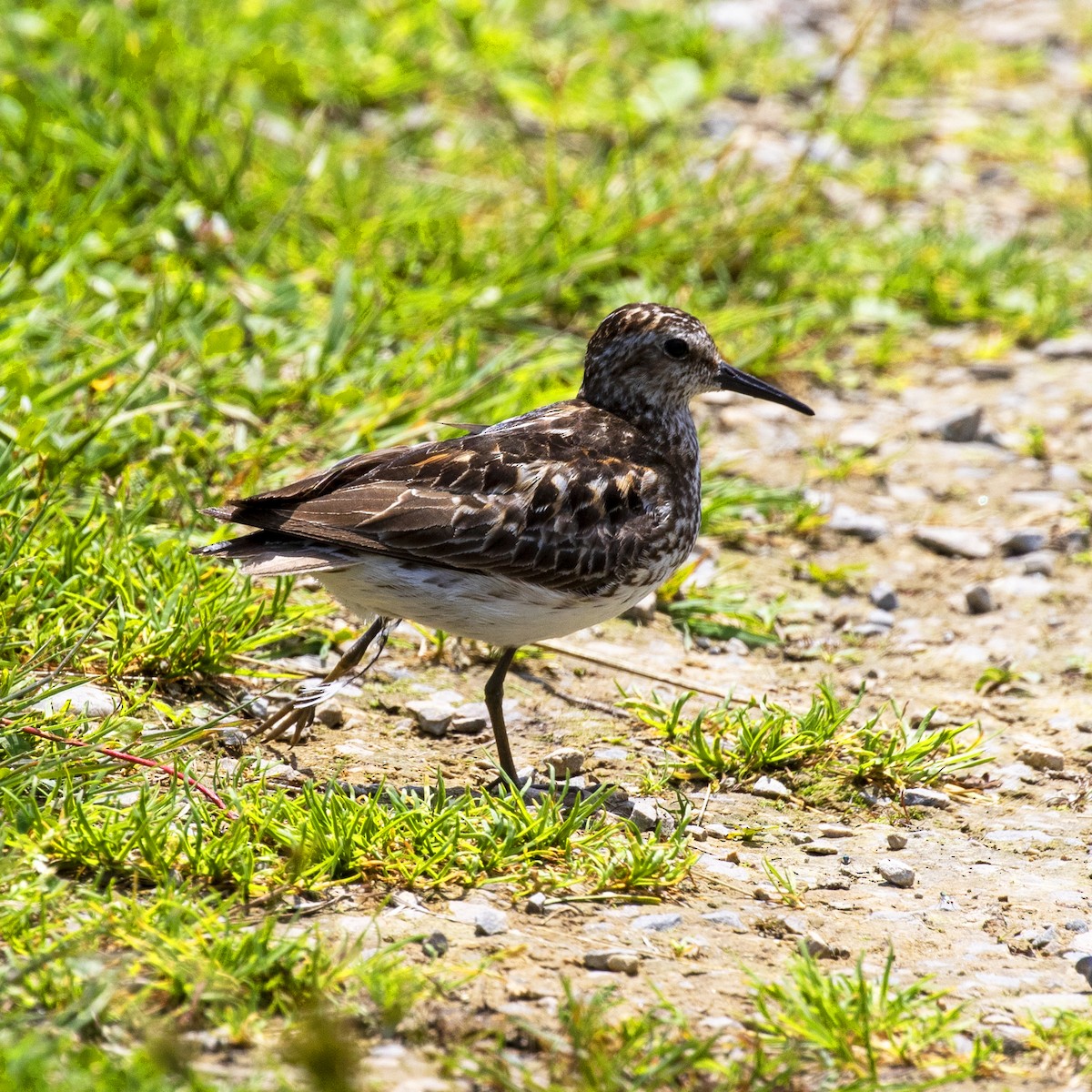 Least Sandpiper - ML351422801