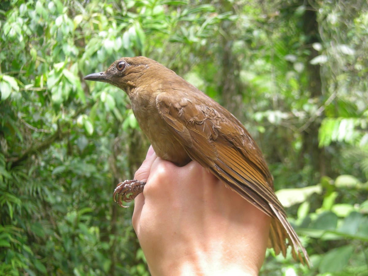 Pale-vented Thrush - ML35142361