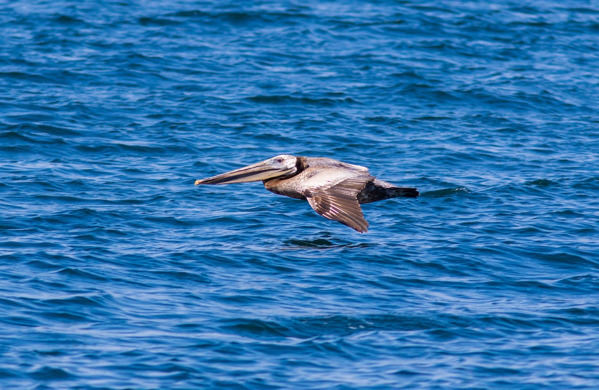 Brown Pelican (California) - ML351423671