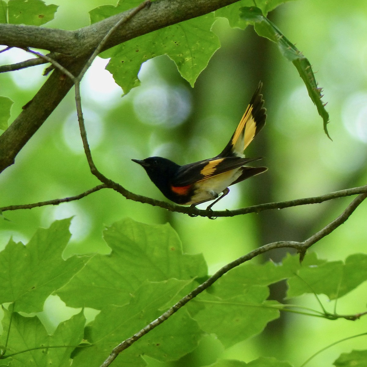 American Redstart - ML351423841