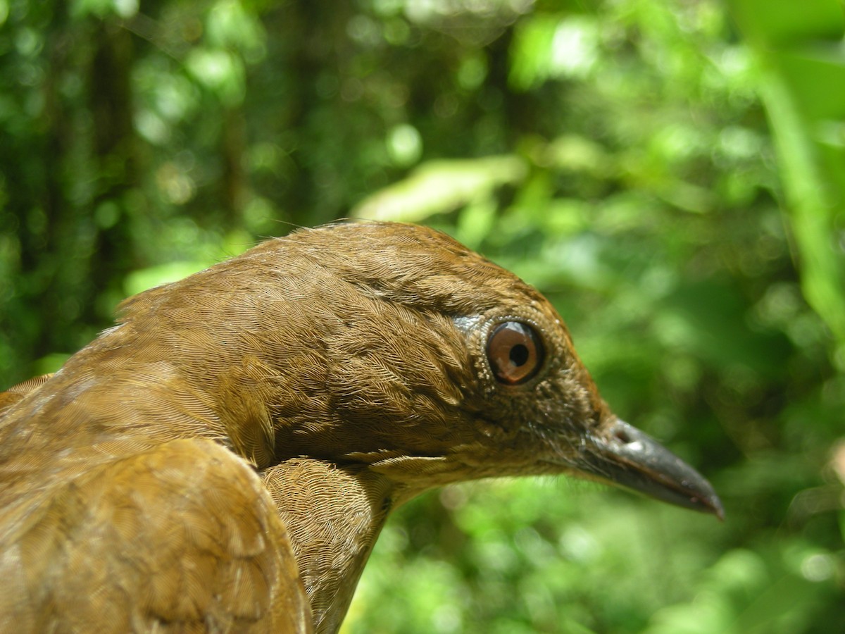 Pale-vented Thrush - ML35142421