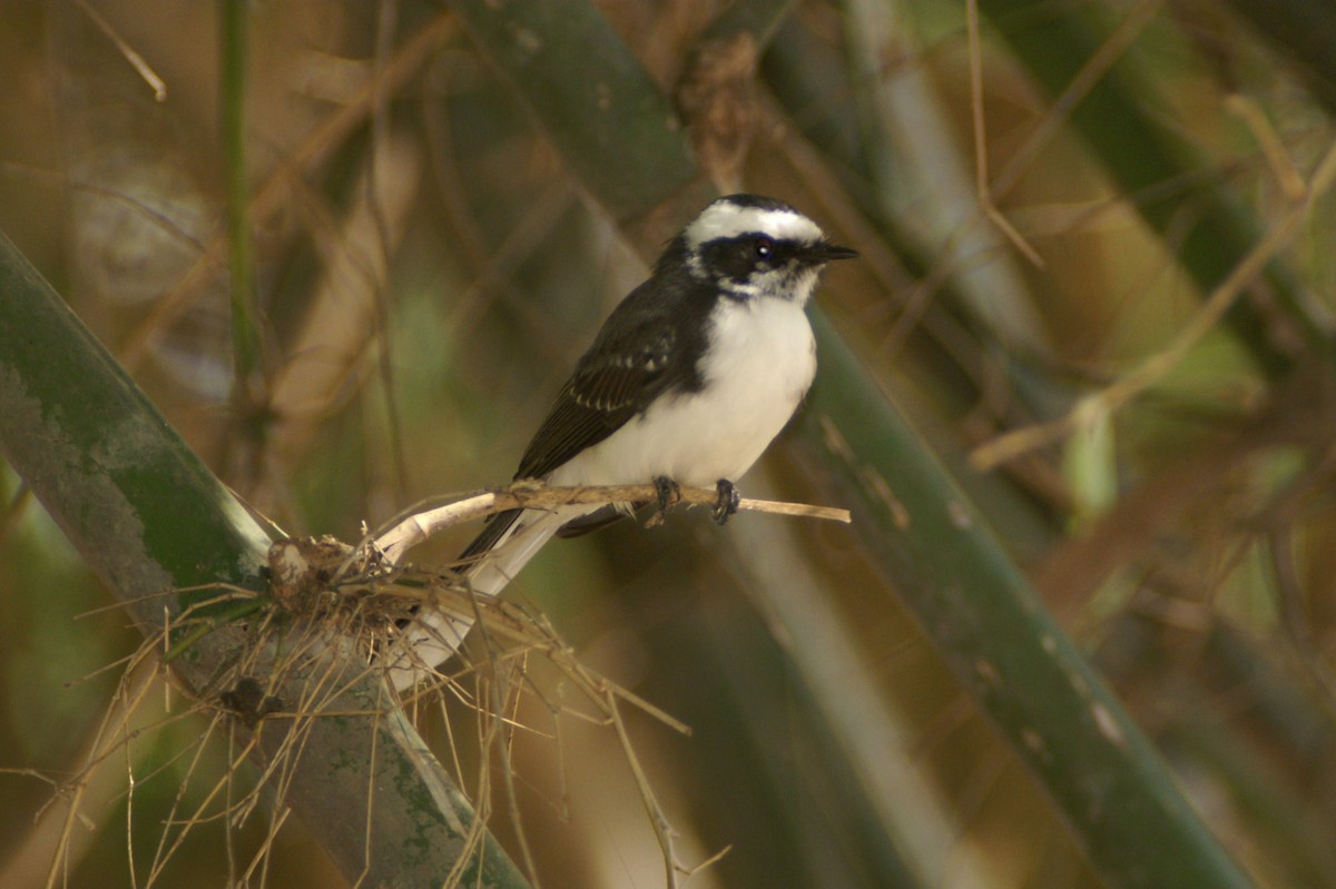 White-browed Fantail - ML35142511