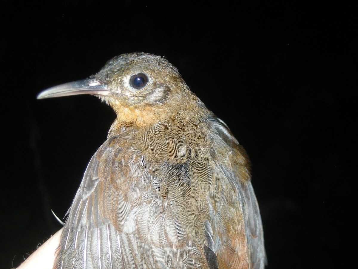 Middle American Leaftosser - ML35142521