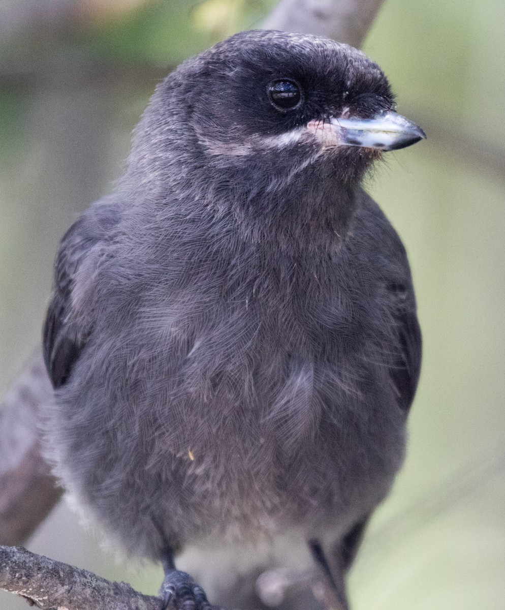 Meisenhäher - ML351427711