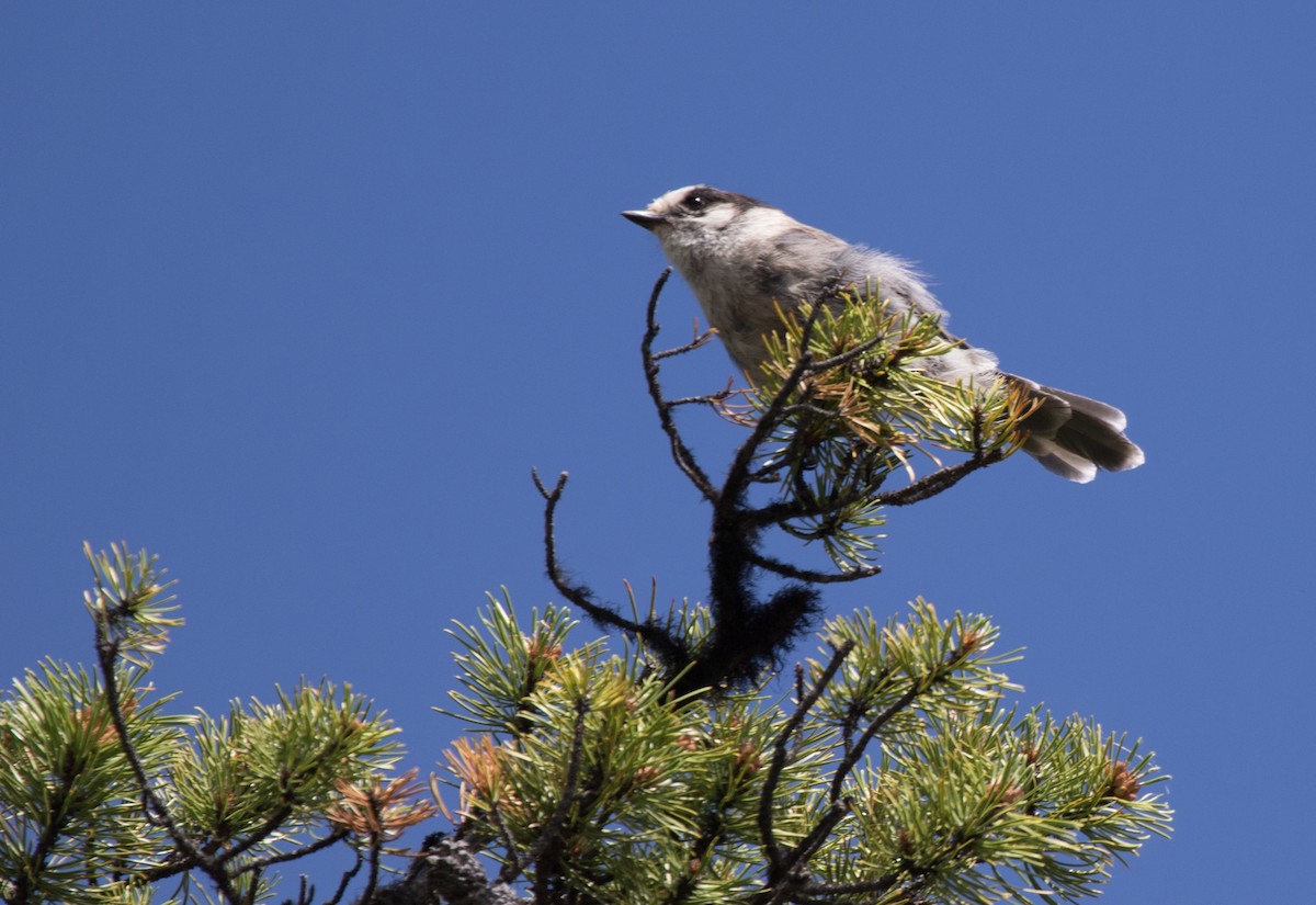 Meisenhäher - ML351427741