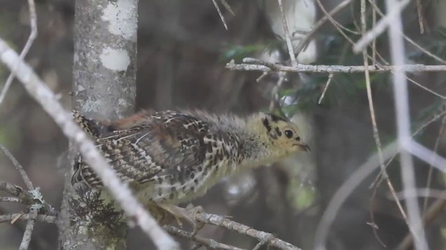 Spruce Grouse - ML351428431