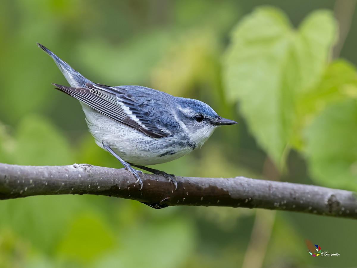 Cerulean Warbler - Fernando Burgalin Sequeria