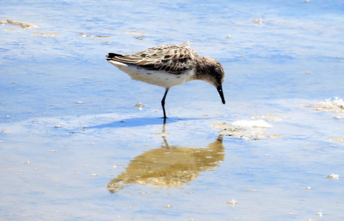 Semipalmated Sandpiper - ML351428511