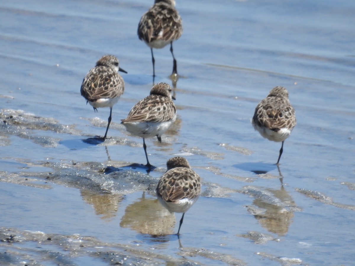 Semipalmated Sandpiper - ML351428561