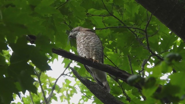 Broad-winged Hawk - ML351429831