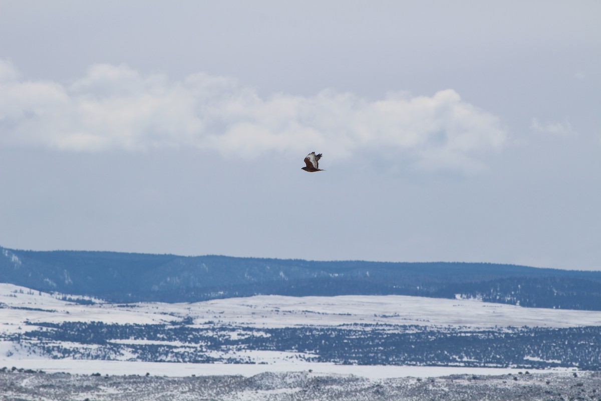 Ferruginous Hawk - ML351430811