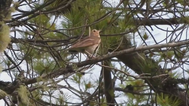 Swainson's Thrush - ML351432681