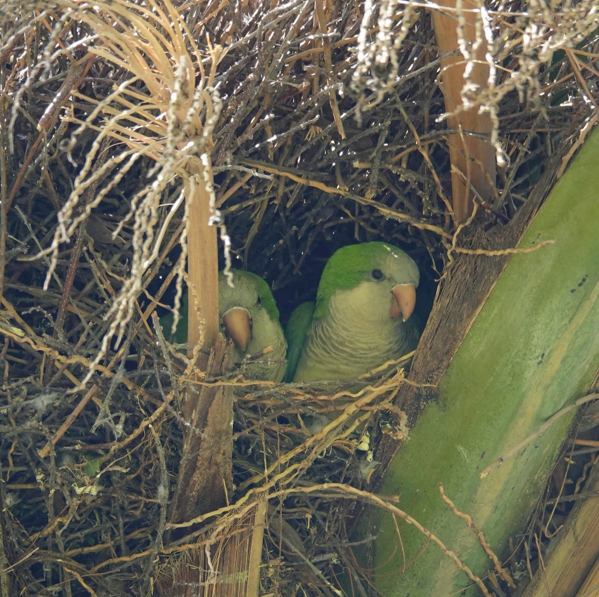 Monk Parakeet - ML351434741