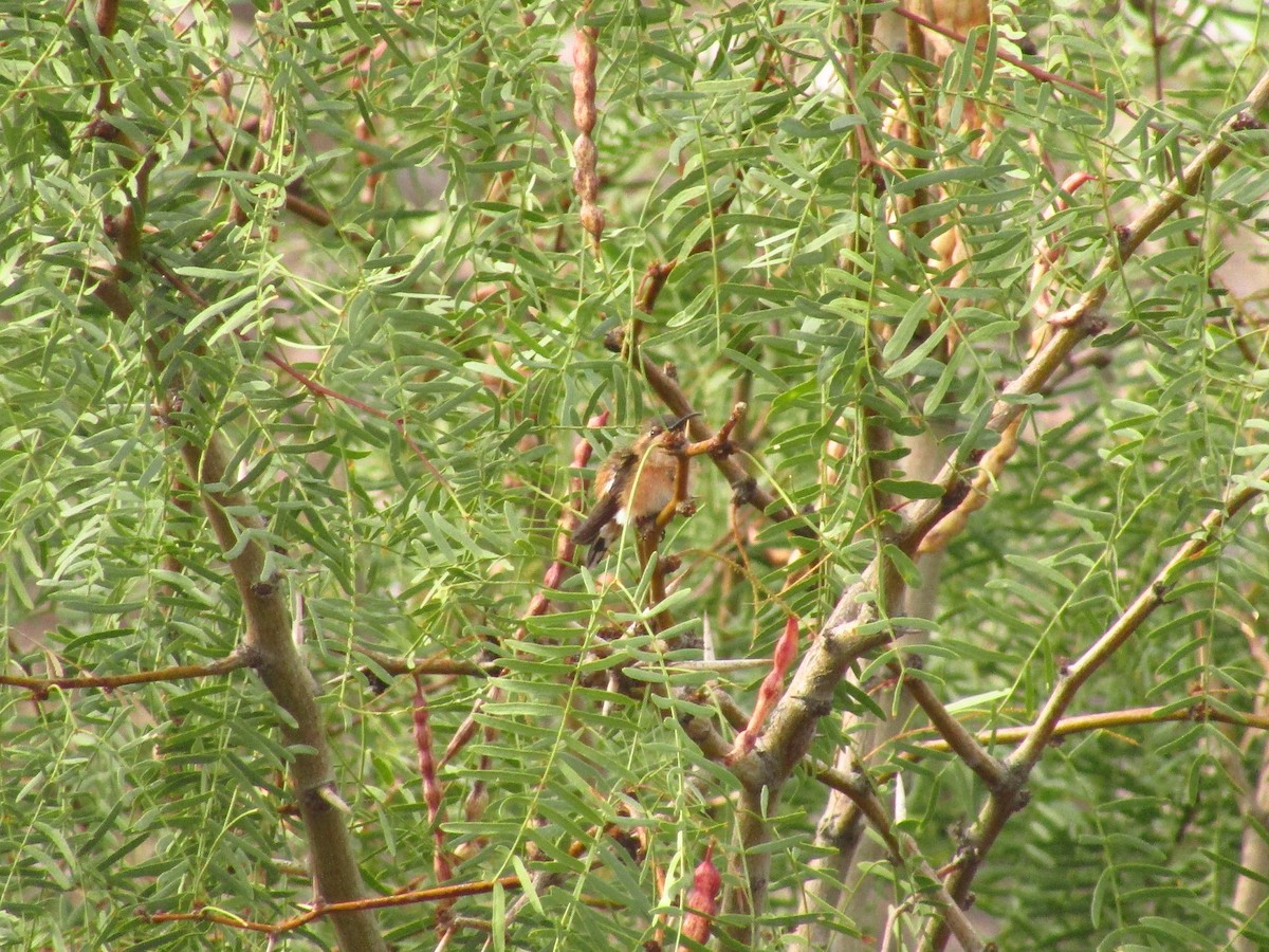 Lucifer Hummingbird - ML351436721