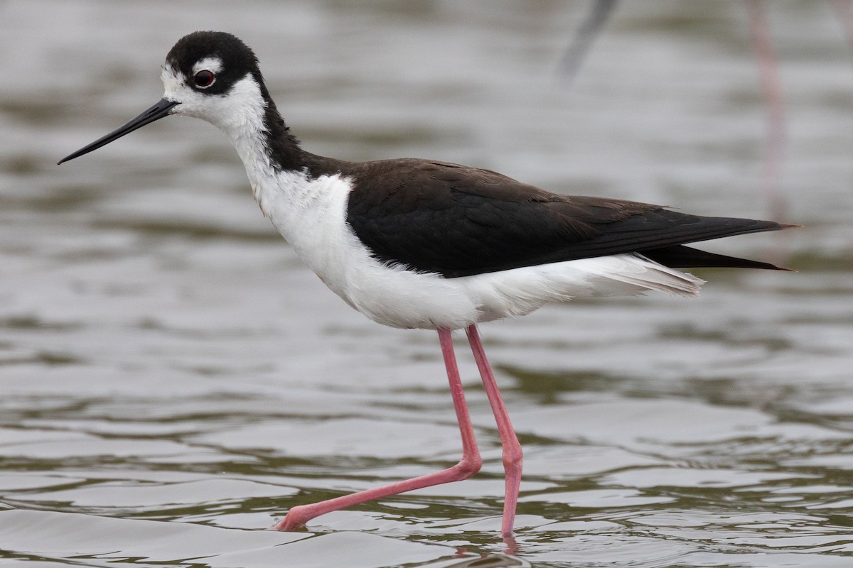 Black-necked Stilt - ML351436811