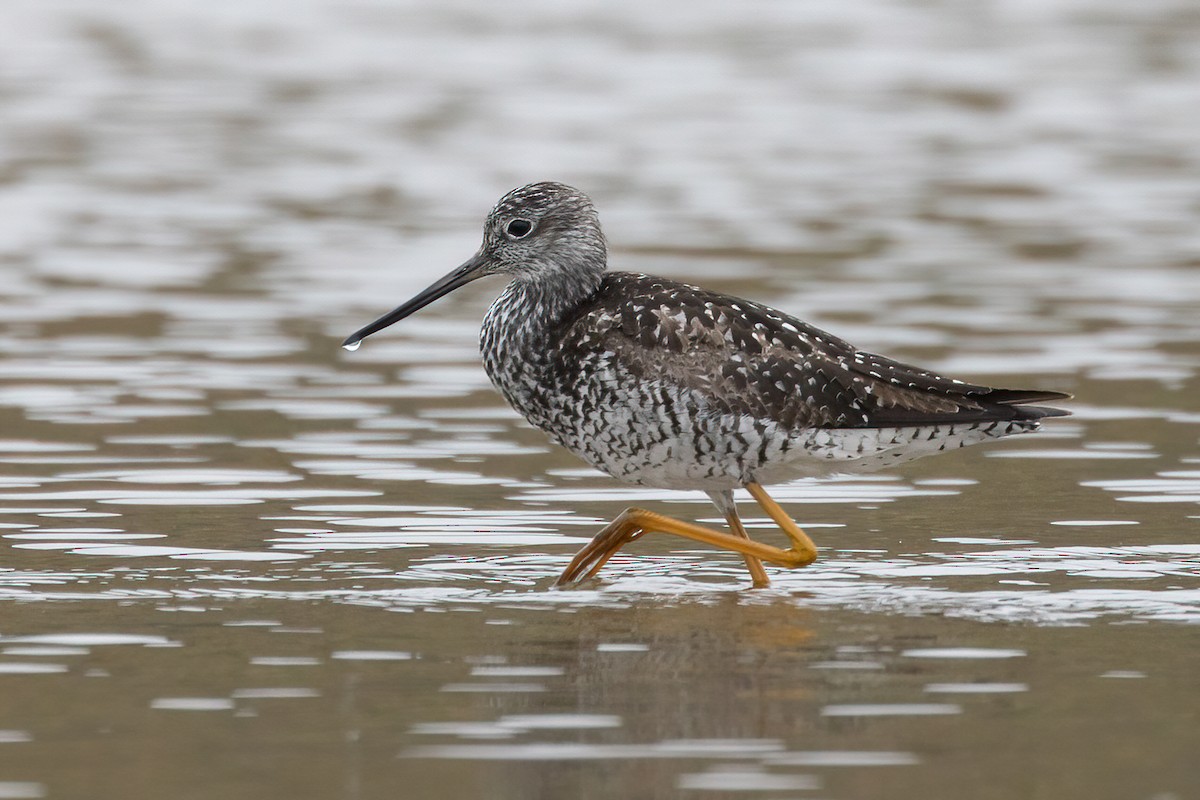 Greater Yellowlegs - ML351436821