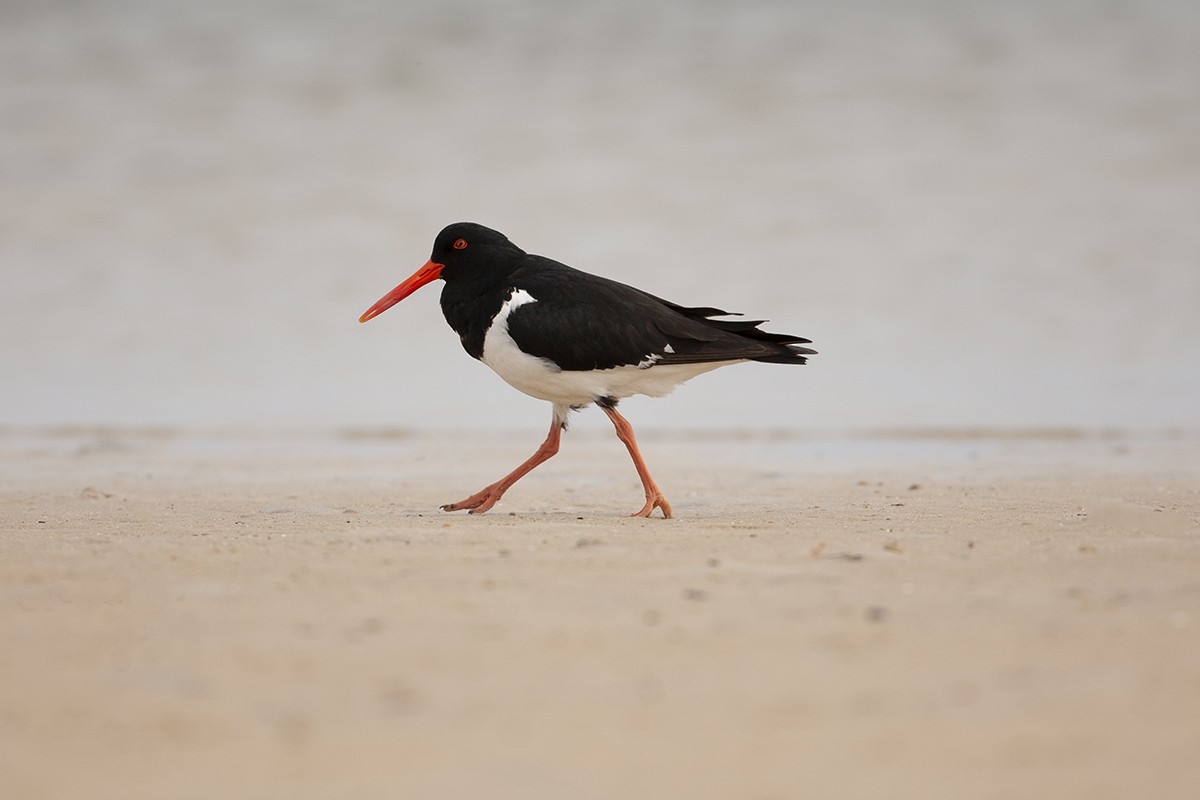 Pied Oystercatcher - ML351439001