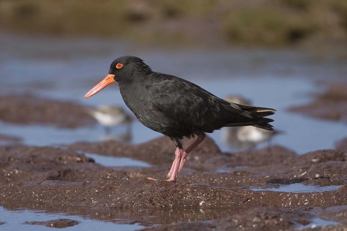 Sooty Oystercatcher - ML351439481