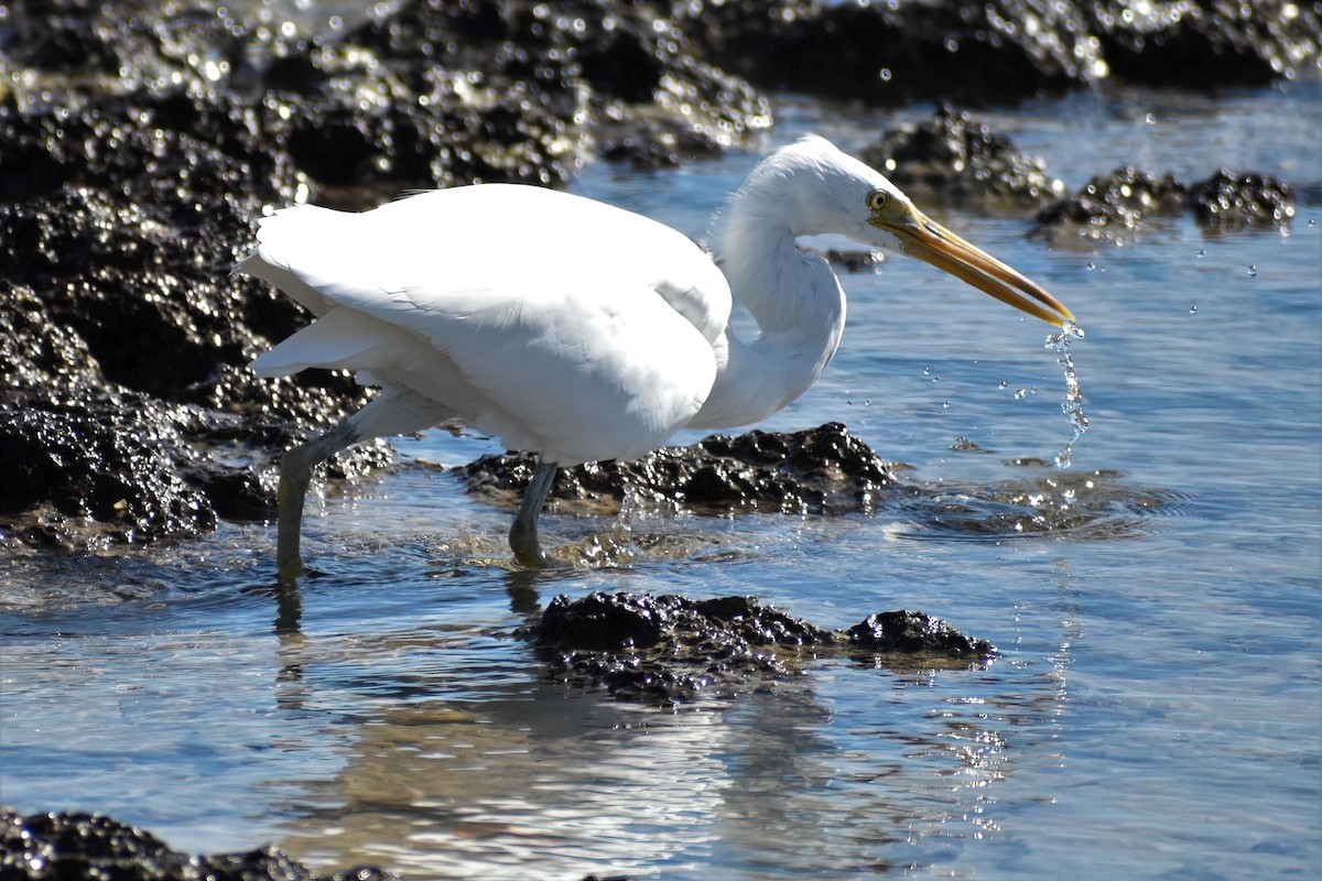 Pacific Reef-Heron - Frank Lin