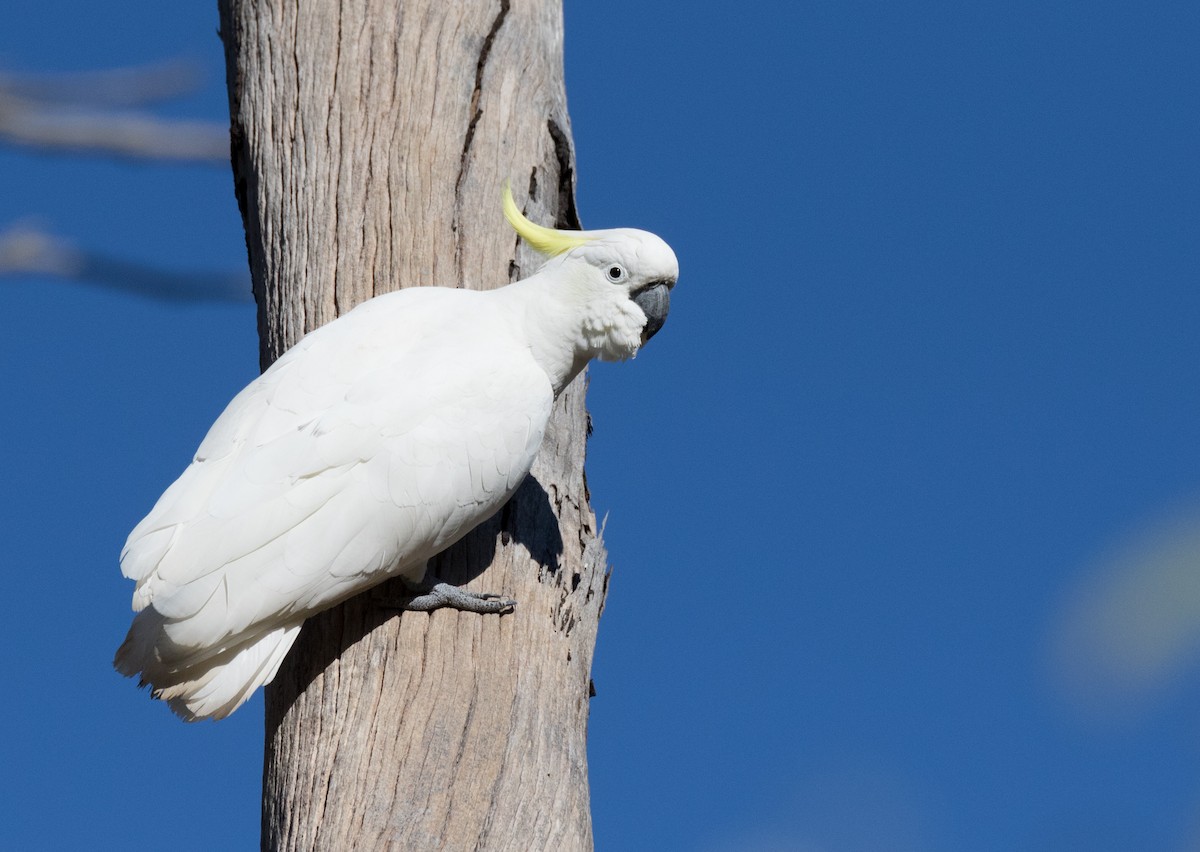 Sulphur-crested Cockatoo - Chris Barnes